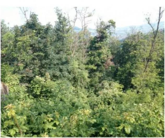 Immobile in asta di 91609 m² in vendita a Pianello Val Tidone - Foto 2