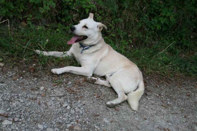 LINO, un vero gentledog coccolone - Foto 2