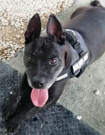 Pitbull anziano in attesa  da anni di essere liberato. NAPOLI