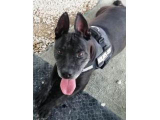 Pitbull anziano in attesa  da anni di essere liberato. NAPOLI