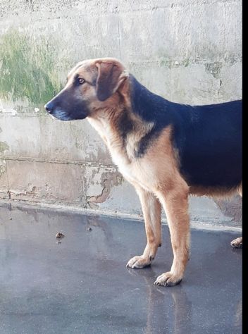 CAGNOLINA IN ADOZIONE - Foto 5