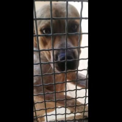 CASPER ALLERGRO E SOCIEVOLE; CANE IN ADOZIONE - Foto 2