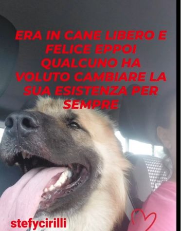 Mix Pastore dei Carpazi 2anni ha xso 1occhio! VOGHERA(PV) - Foto 5