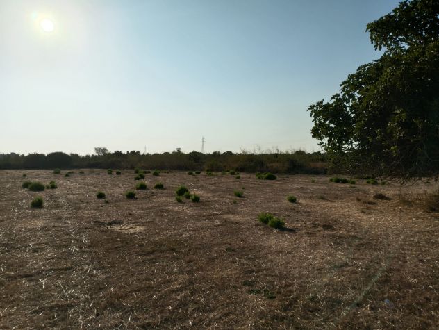 Terreno di circa 8.000 mq con trullo nelle campagne di Alezio - Foto 5