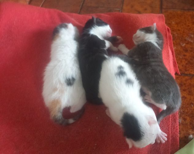 ANNUNCIO GATTINI IN REGALO