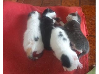 ANNUNCIO GATTINI IN REGALO