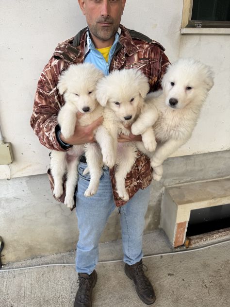 Cuccioli di Pastore Maremmano Abruzzese - Foto 4
