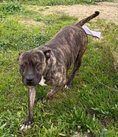 Zaza' ha un' indole meravigliosa, affettuoso cane in adozione 20 kg di tenerezza - Foto 6
