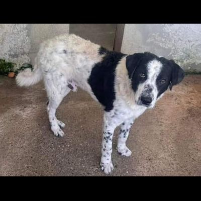 GIOBBE LO SGUARDO DELLA RASSEGNAZIONE. CAGNOLINO IN ADOZIONE - Foto 5