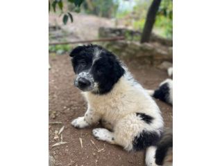 Zorro cucciolo