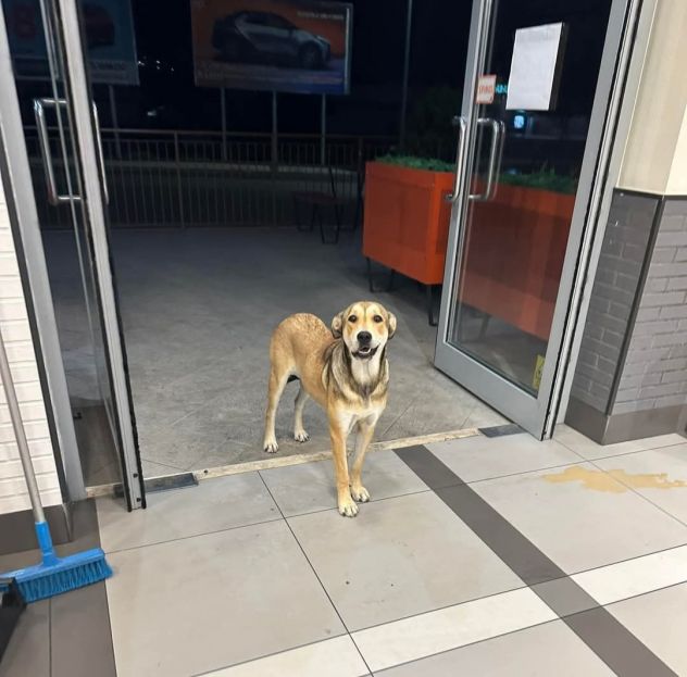 MINERVA CAGNOLINA IN ADOZIONE - Foto 2