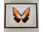 Quadro vitage a cassetta con  esemplare di farfalla da collezione