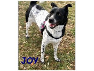 JOY 4anni buona con tutti anche coi gatti!