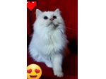 Gatto sacro di Birmania