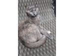 Micia grigia 2anni FIV+ VIVE ISOLATA!!! URGE AIUTO!SICILIA