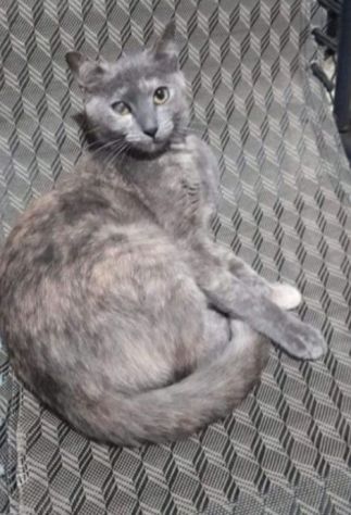 Micia grigia 3anni FIV+ VIVE ISOLATA!!! URGE AIUTO!SICILIA