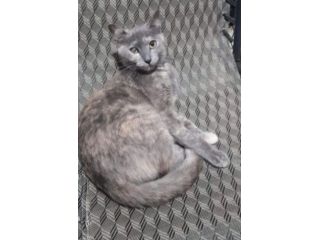 Micia grigia 3anni FIV+ VIVE ISOLATA!!! URGE AIUTO!SICILIA