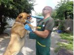 SANSONE, magnifico cagnolone