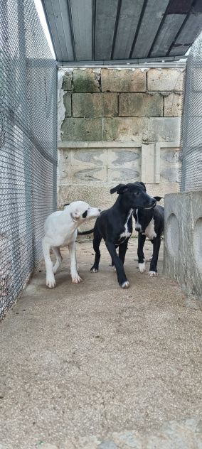 Cuccioli Amstaff 250 a Taranto in Puglia - Foto 8