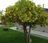 GIARDINIERE ECONOMICO - Foto 2