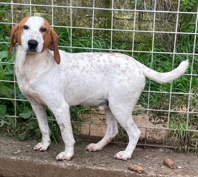 GIORGIO 2 ANNI BRACCO POINTER - Foto 5