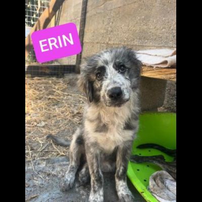 ERIN MERAVIGLIOSA CUCCIOLA IN ADOZIONE - Foto 2