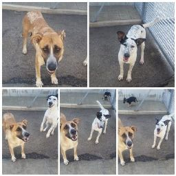 ELLEN E ALICE, dolci cagnoline - Foto 6