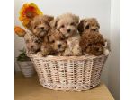 maltipoo toy