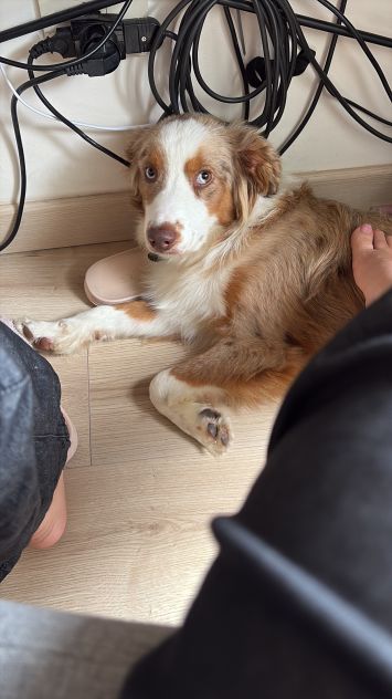 Miniature American shepherd - Foto 3