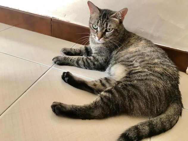 MARINA, gattina adulta - Foto 4