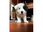 Border Collie cuccioli