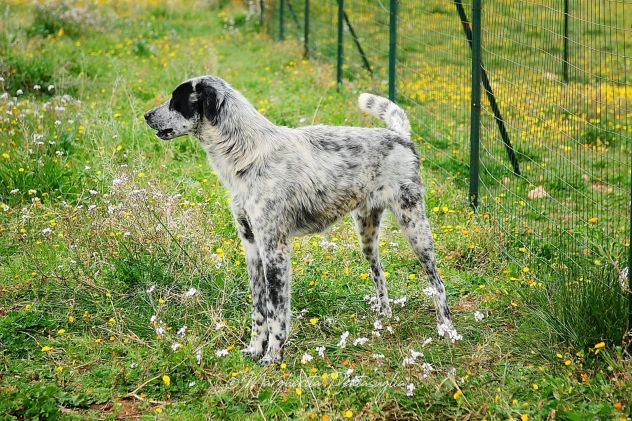 Furia 3anni mix Setter tg grande in canile da mesi.PUGLIA - Foto 2