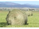 FIENO E PAGLIA DI QUALITA