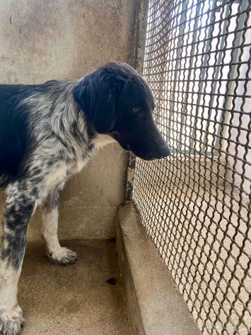 PROCOPIA, UN'OCCASIONE DI VITA, CAGNOLINA IN ADOZIONE - Foto 6