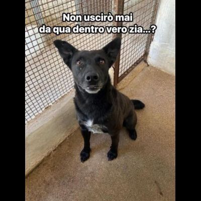 EBONY CATTURA IL CUORE CANE IN ADOZIONE - Foto 4
