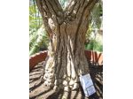 NOLINA LONGIFOLIA