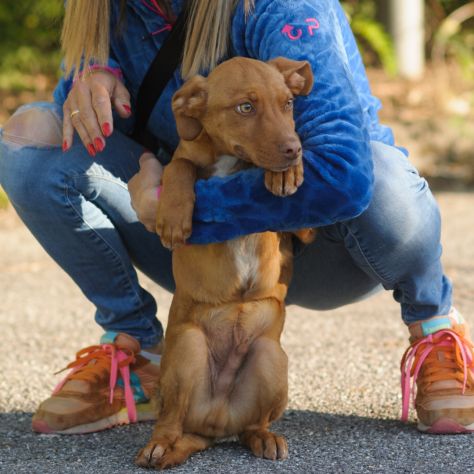 MOCHI, 3 MESI, TAGLIA MEDIA, VAGAVA PER STRADA DA GIORNI - Foto 6