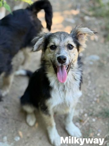 3 cuccioli di TAGLIA PICCOLA incredibilmente dolci! - Foto 3