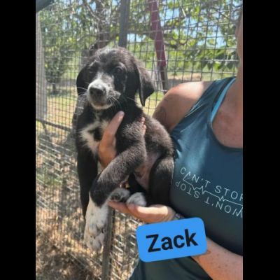 CUCCIOLI IN ADOZIONE ZACK, ZAGOR, ZAIRA. - Foto 9