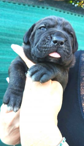 Cuccioli cane corso alta genealogia - Foto 3