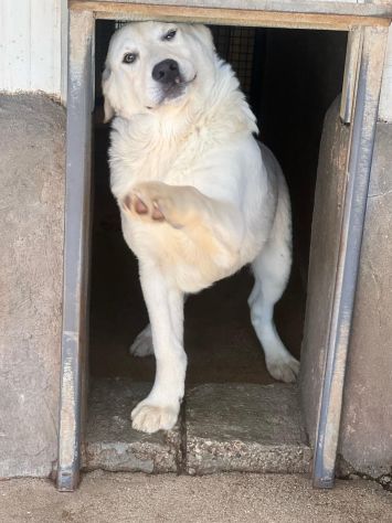 ALISEO, UN SOFFIO DI DOLCEZZA, CUCCIOLO IN ADOZIONE - Foto 3
