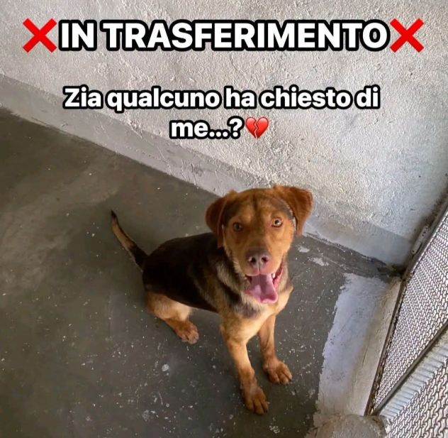 LENNON UNA DOLCEZZA DA SALVARE CANE IN ADOZIONE - Foto 6