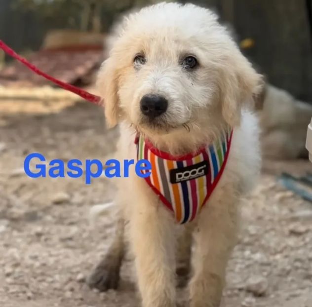 Cuccioli di due mesi in cerca di adozione - Foto 7