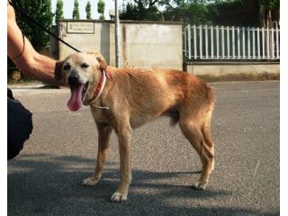 PIPPO, dolce cagnolino taglia piccola
