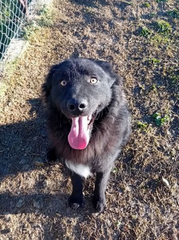 Giò Giò occhi magici, carattere splendido cane in adozione - Foto 5