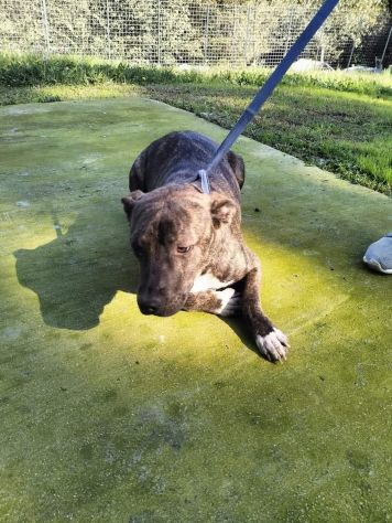Apollo simil Amstaff - Foto 5