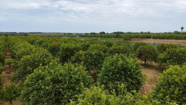 Terreno in vendita a Noto, San Lorenzo - Foto 7