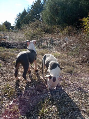 Allevamento e Cuccioli Amstaff Blu in Puglia Bari Lecce Taranto Foggia Brindisi - Foto 2