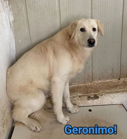 GERONIMO imprigionato senza colpa CANE IN ADOZIONE