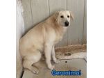 GERONIMO imprigionato senza colpa CANE IN ADOZIONE